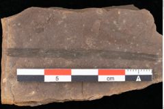 Foto (Detailansicht) von Sparganium acheronticum Unger (NHMW-GEO-2024-0188-0438)
